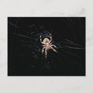POSTAL ESPIDER EN LA OSCURIDAD