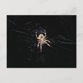 POSTAL ESPIDER EN LA OSCURIDAD