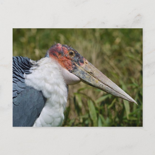 Postal Espiga de Portrait Marabou (Anverso)