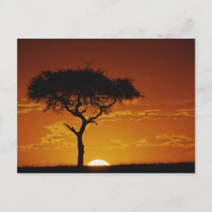 Postal Espina de los paraguas Acacia, Acacia tortilis,