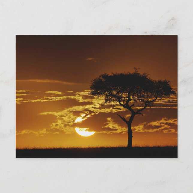 Postal Espina de paraguas Acacia, Acacia tortilis, (Anverso)