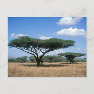 Postal Espina de paraguas Acacia (Acacia tortilis), Mkuze