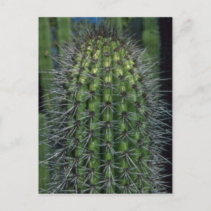 Postal Espinas chispeantes