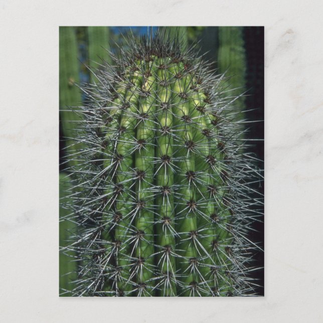Postal Espinas chispeantes (Anverso)