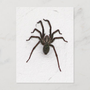 Postal Espinosa araña
