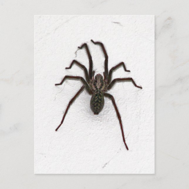 Postal Espinosa araña (Anverso)