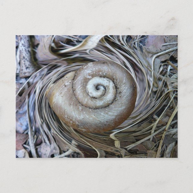 Postal espiral de la shell de caracol (Anverso)