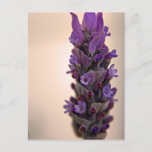 Postal Espiral de lavanda (Anverso)