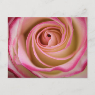Postal Espiral Petal Rosa Delicada
