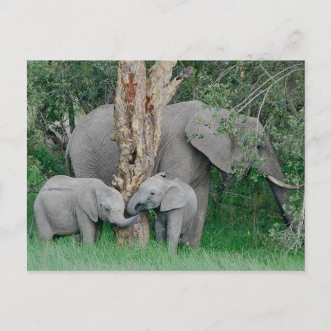 Postal Espíritus amables (2) (Anverso)