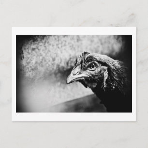 Postal espíritus y pollos