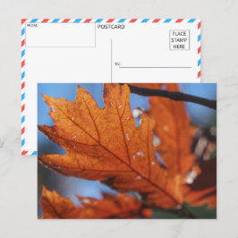 Postal Esplendor de otoño: Fuga de arce de cierre