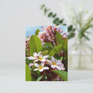 Postal Esplendor Rosa, Frangipani Rosa Florece En Un Árbo