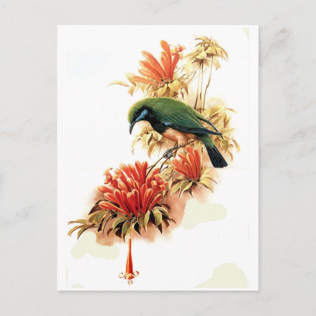 Postal Esplendor tropical (Anverso)