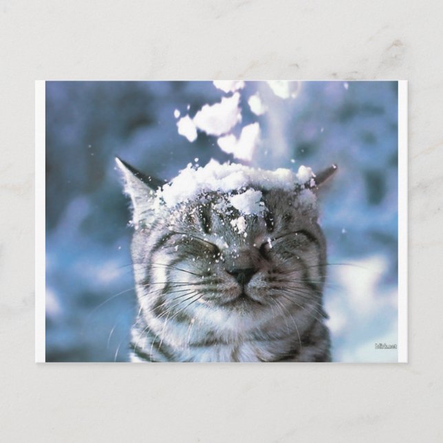Postal Esplusa de nieve de gato de Tabby (Anverso)