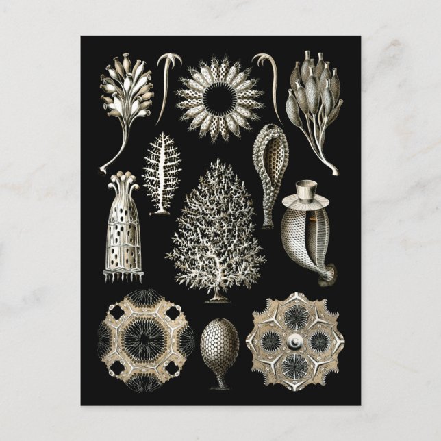 Postal Esponjas calcáreas (Anverso)