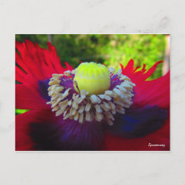 Postal Espontaneidad