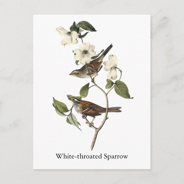 Postal Espuma glófona - John Audubon (Anverso)