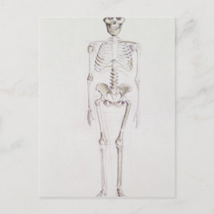 Postal Esqueleto de Australopithecus africanus