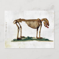 Esqueleto de perro vintage