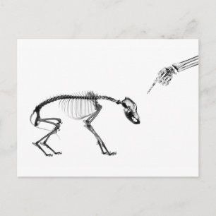 Postal Esqueleto de rayos X para perros malos en blanco y