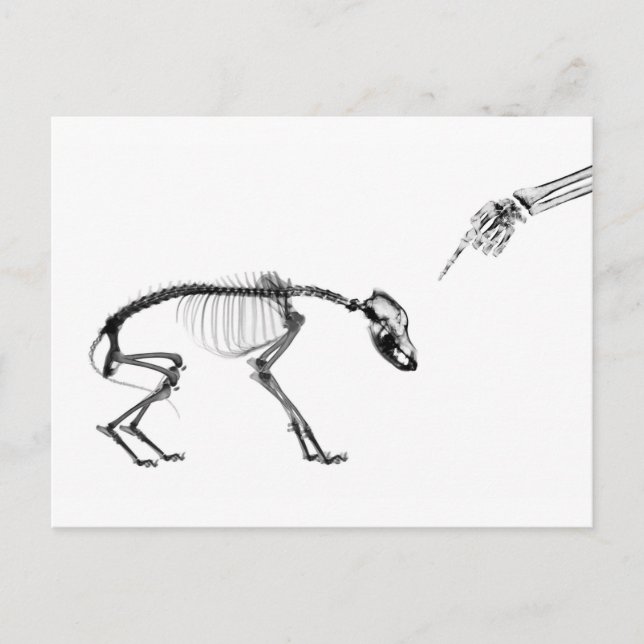 Postal Esqueleto de rayos X para perros malos en blanco y (Anverso)