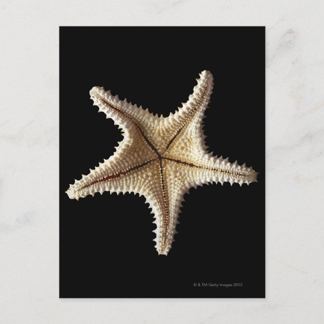 Postal Esqueleto de Starfish, primer plano 2 (Anverso)