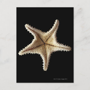 Postal Esqueleto de Starfish, primer plano 2