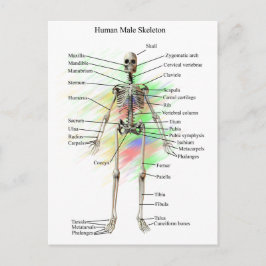 Postal Esqueleto masculino humano