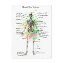 Esqueleto masculino humano