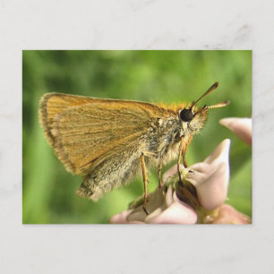 Postal Esquiador en Milkweed