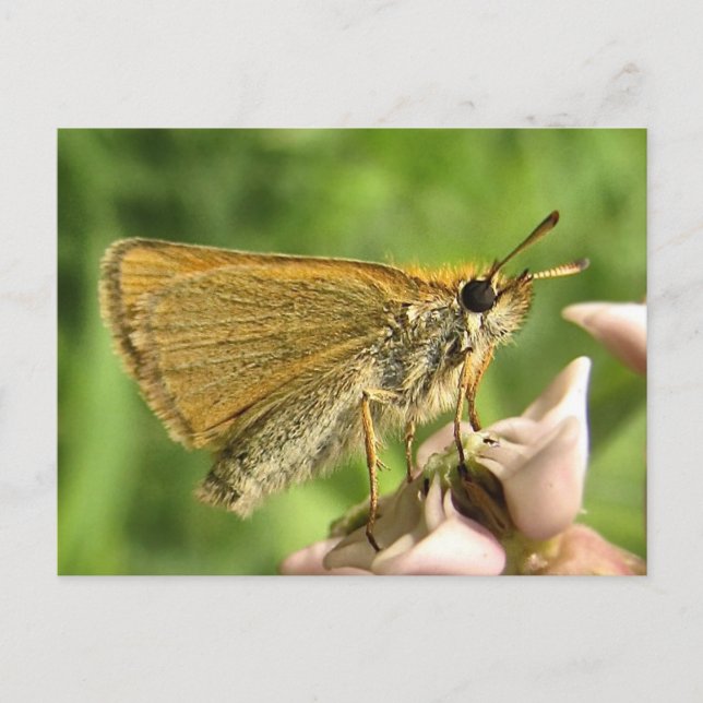 Postal Esquiador en Milkweed (Anverso)