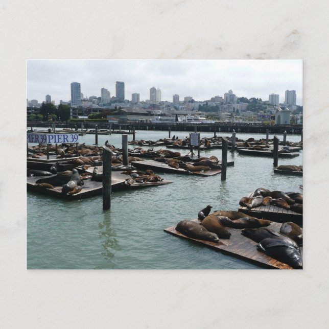 Postal Esquina de San Francisco y Pier 39 Sea Lions City (Anverso)