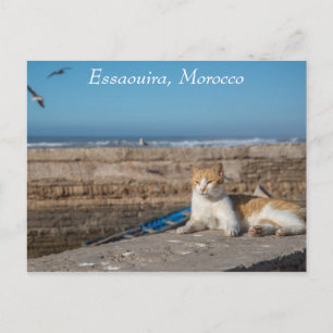 Postal Essaouira, Marruecos   Gato en el mar