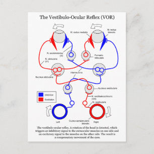Postal Estabilizar el movimiento de ojos de Vestibulo Ocu