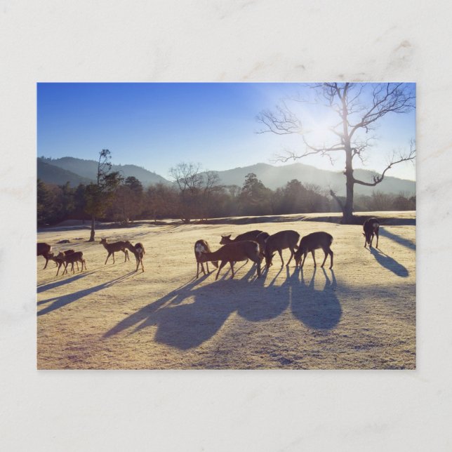 Postal Estacionamiento de ciervos en Nara, prefectura de  (Anverso)