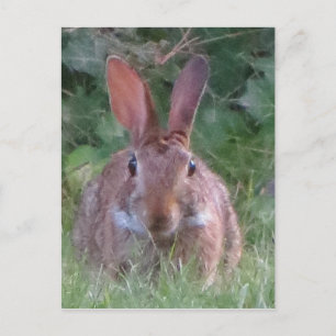 Postal Estacionamiento de conejo