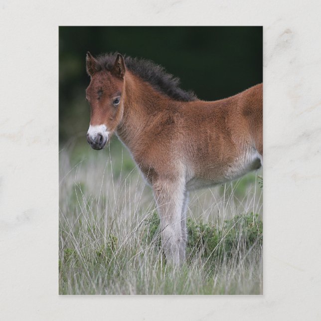 Postal Estacionamiento del pie de los carros (Anverso)