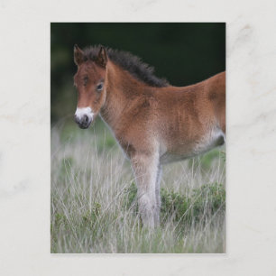 Postal Estacionamiento del pie de los carros