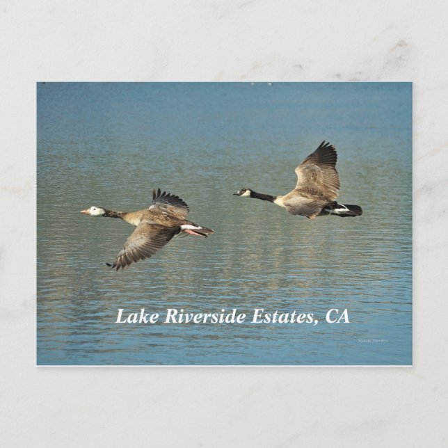 Postal Estaciones Lakw Riverside, CA Postcard (Anverso)