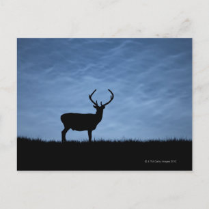 Postal Estadio de ciervos rojos silvestre de noche
