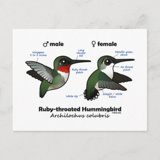 Postal Estadísticas de colibríes con trompeta de rubí