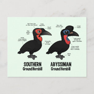 Postal Estadísticas de Hornbil Terrestre