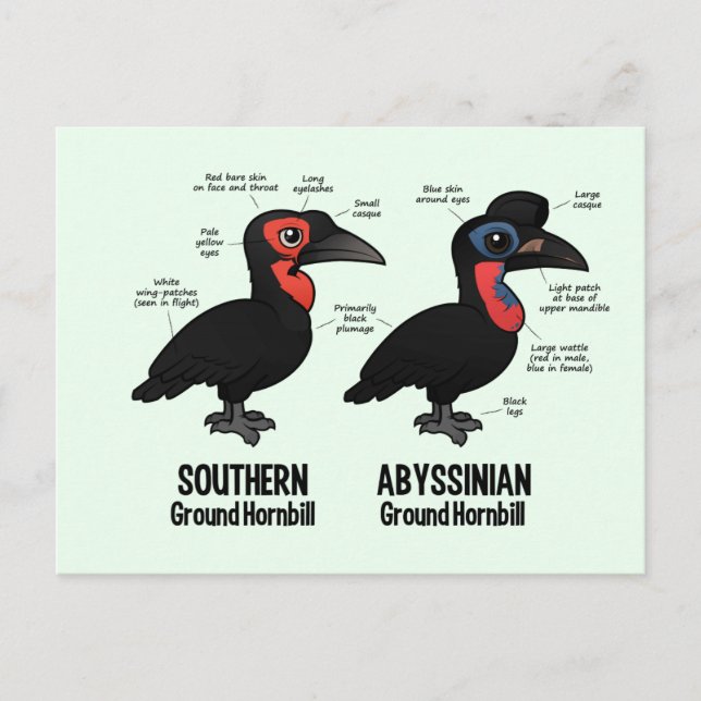 Postal Estadísticas de Hornbil Terrestre (Anverso)