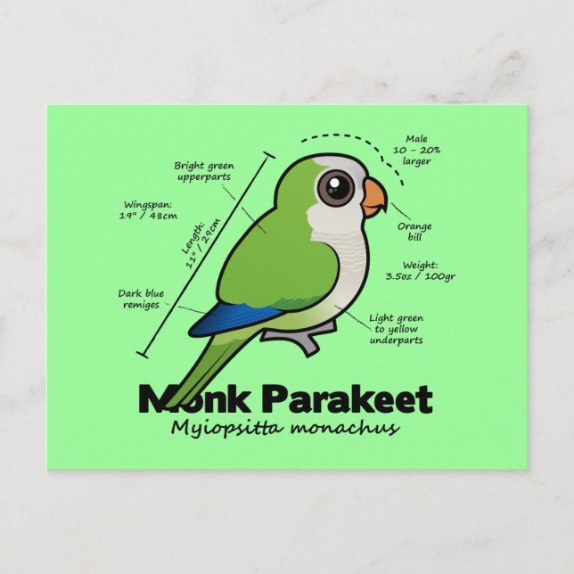 Postal Estadísticas de Monk Parakeet (Anverso)