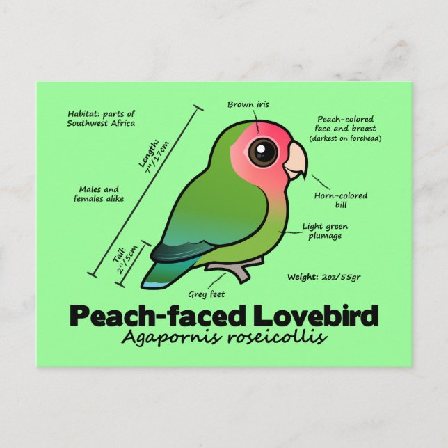Postal Estadísticas de Peach-face Lovebird (Anverso)