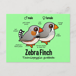 Postal Estadísticas de Zebra Finch