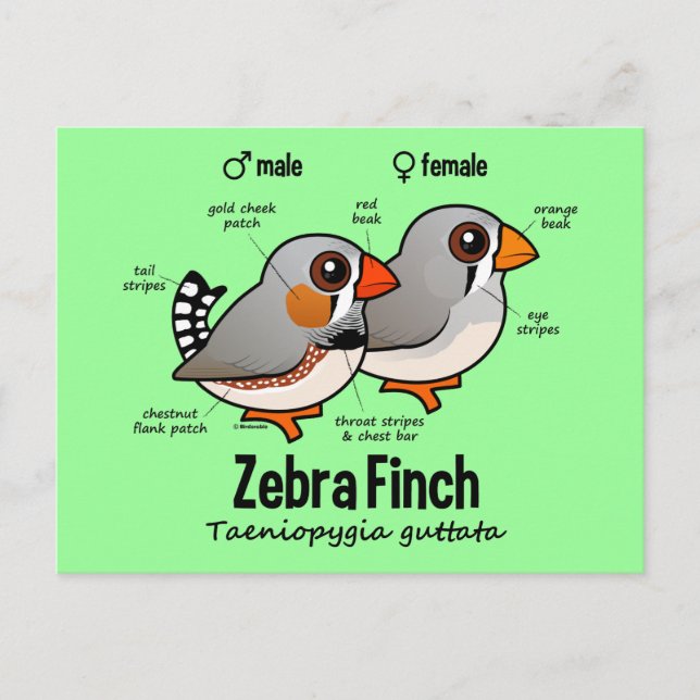 Postal Estadísticas de Zebra Finch (Anverso)