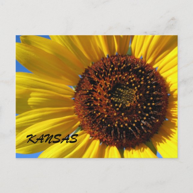 POSTAL ESTADO DE SUNFLOWER (Anverso)