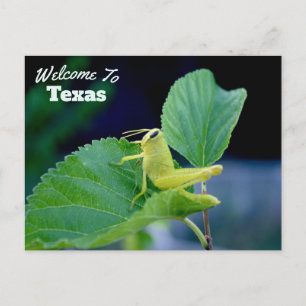 Postal Estado de Texas